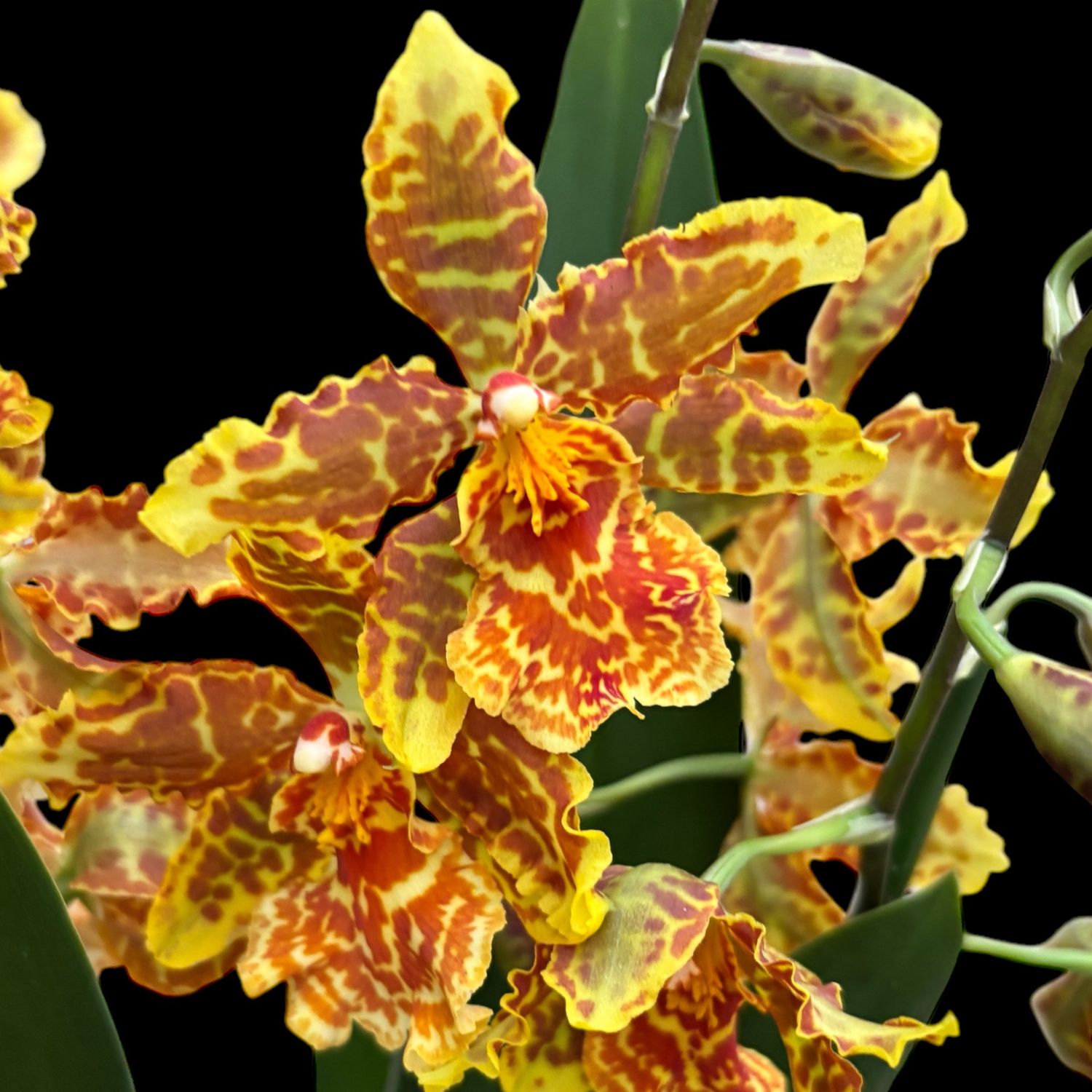 O726-  Odontocidium Golden Mirth 'Filini's Gold Dust' (Bare Root)