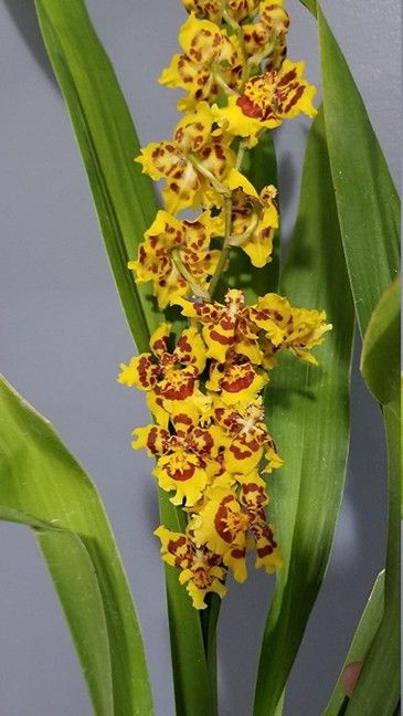 O389-  Wilsonara Pacific Passage 'Peach Cobbler' (Bare Root)