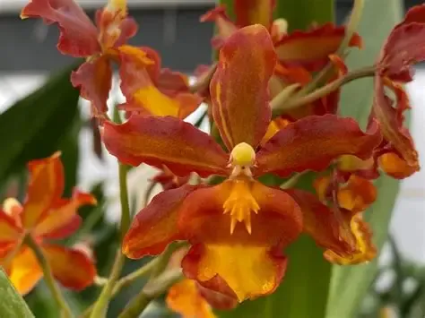 O700-  Odontocidium Catatante 'Sun King' (Bare Root)