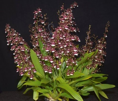 B660- Oncidium Aka Baby 'Raspberry Chocolate' HCC/AOS (Bare Root)