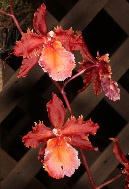R321- Wilsonara Pacific Perspective 'Pacific Heat' (Bare Root)