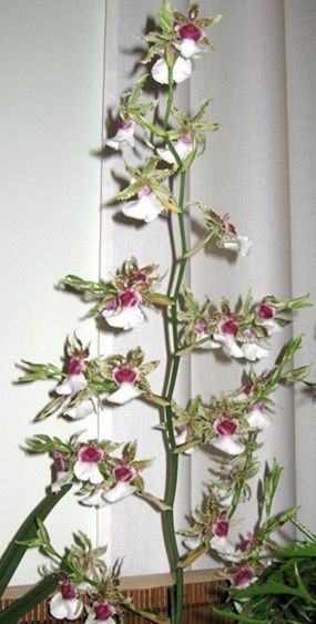 R740- Miltonidium Pacific Paragon 'White Lightening' (Bare Root)