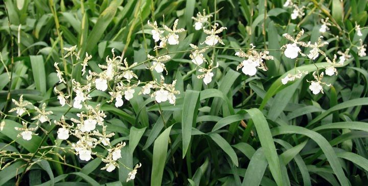 W595- Onc. Speckled Spire 'Whisp' (Bare Root)