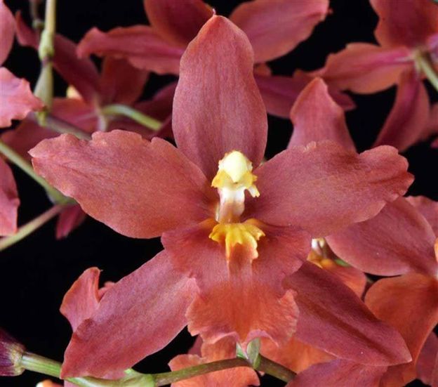 R415- Wils. Space Mine 'Red Rendevous' (Bare Root)
