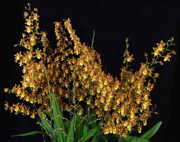 Y564- Wils. Pacific Passage 'Handsome' (Bare Root)