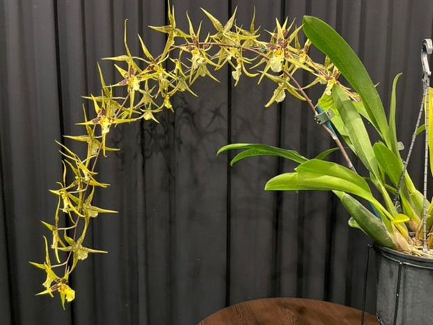 Y434- Mclra. Yellow Star 'Golden Gambol' (Bare Root)