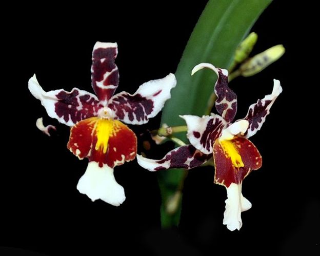 W720- Odontocidium Rex's Luck 'Firefly' (Bare Root)