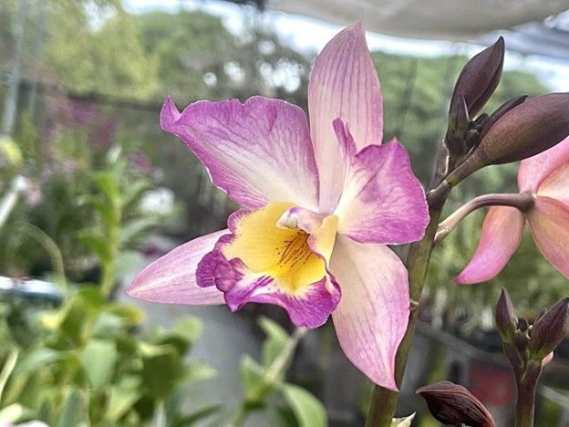 BE555- Iwan. Appleblossom (Bare Root) BE555- Iwan. Appleblossom (Bare Root)