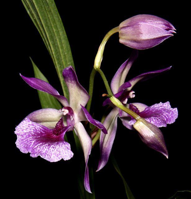 Z447- Zygonesia Cynosure 'Blue Birds' (Bare Root)