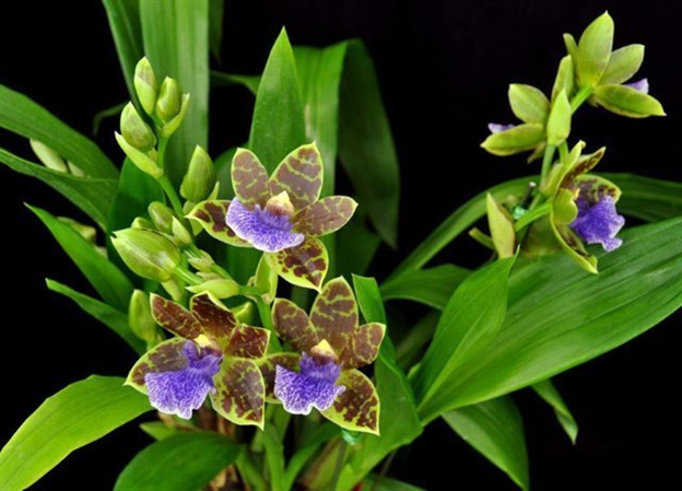 Z688- Zygopabstsia Dragon Kitten 'Purrr' (Bare Root)