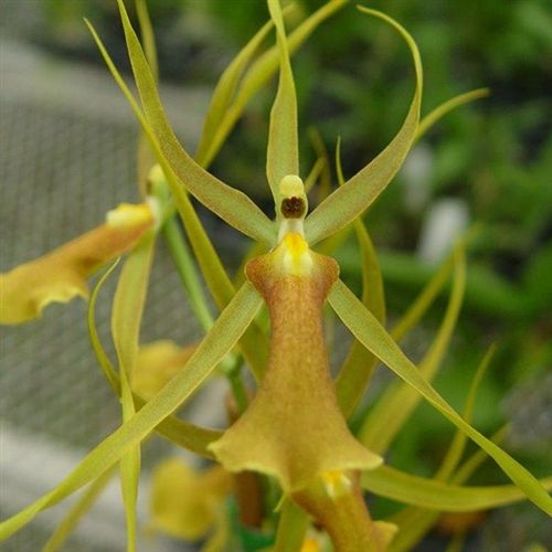 Y736-  Bcd. Tower of Rex 'Yellow Spider' (Bare Root)