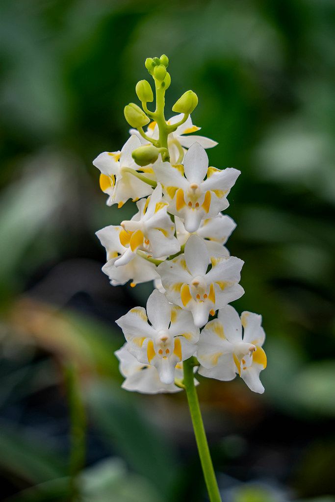 DW417- Dor. Champorensis (White) (Bare Root)