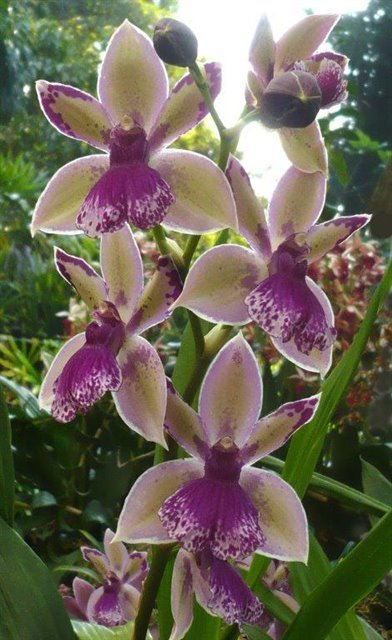 Z691- Zygonisia Roquebrune 'Seafoam' (Bare Root)
