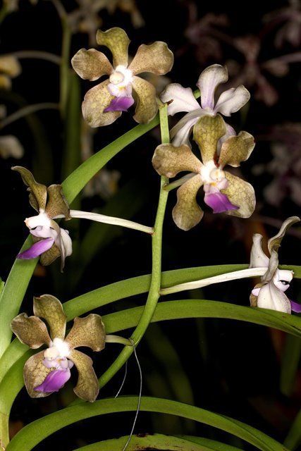 MN207- Vanda tessellata (Bare Root)