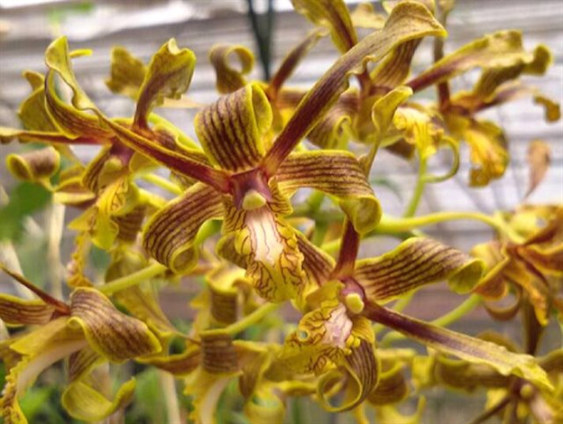 MN203- Dendrobium sylvanum (Bare Root)