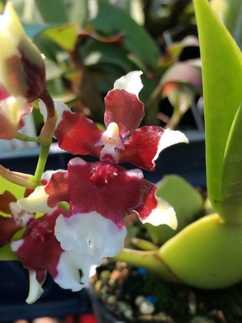 R513- Oncidium Heaven Scent 'Redolence' (Bare Root)