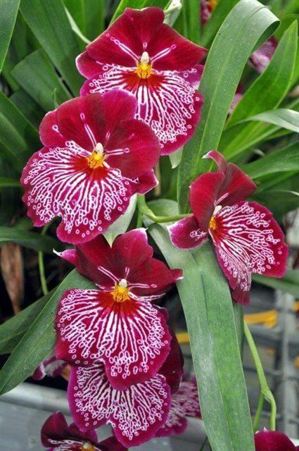 MR508- Miltoniopsis Breathless 'Florence' (Bare Root) MR508- Miltoniopsis Breathless 'Florence' (Bare Root)