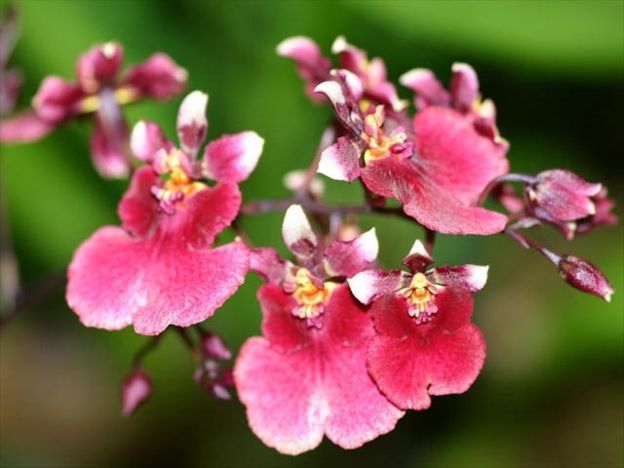B554- Tolumnia Popoki 'Mitzi' (Bare Root)