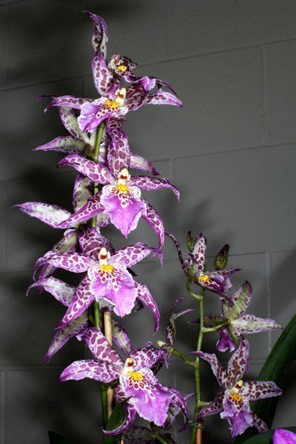 P336- Bllra. Patricia McCully 'Pacific Matriarch' (Bare Root) P336- Bllra. Patricia McCully 'Pacific Matriarch' (Bare Root)