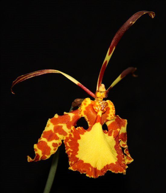 Y089- Psychopsis Mendenhall 'Hildos' FCC/AOS (Bare Root)