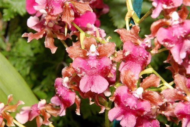 K337- Onc. Pacific Sunrise 'Hakalau' (Bare Root)