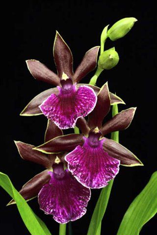 Z705- Zygopetallum Debbie De Mello 'Honolulu Baby 'AM/AOS (Bare Root)