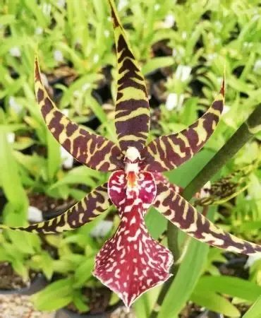 R684- Arthurara Sea Snake ‘Unforgettable’