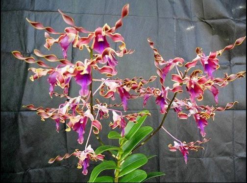 BOB3630- Dendrobium lasianthera (Bare Root) BOB3630- Dendrobium lasianthera (Bare Root)