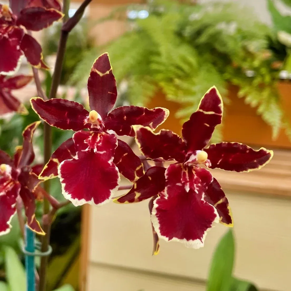 R129-  Odont. Wildcat 'Bobcat' (Bare Root)
