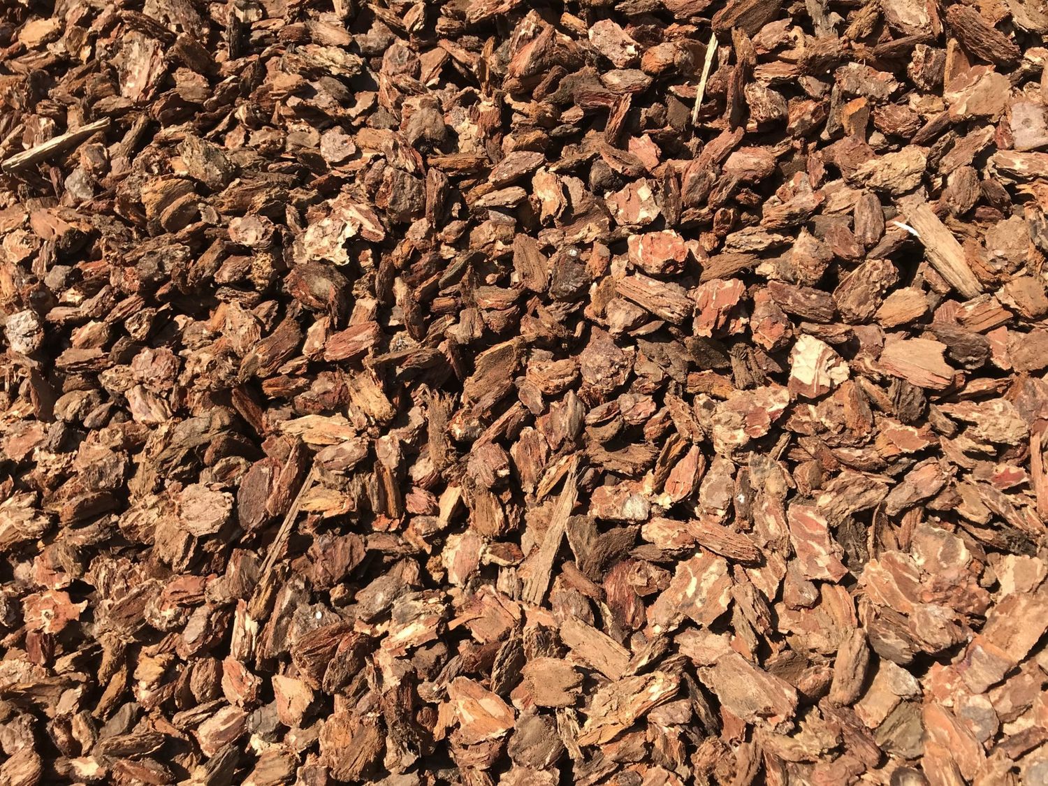 Bark, Size: Medium 1 1/2"