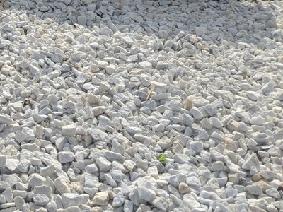 R China White - Yard