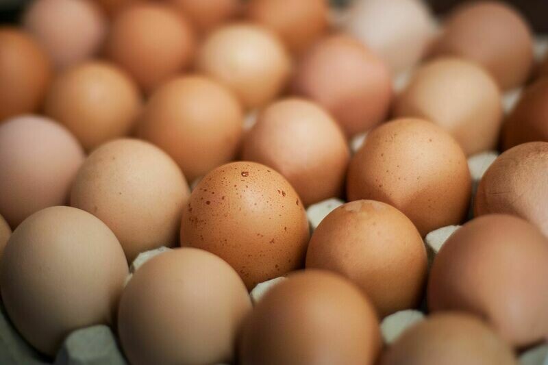 Obereder Bio Freiland Eier