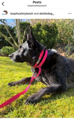 LoopIt Safety Leash
