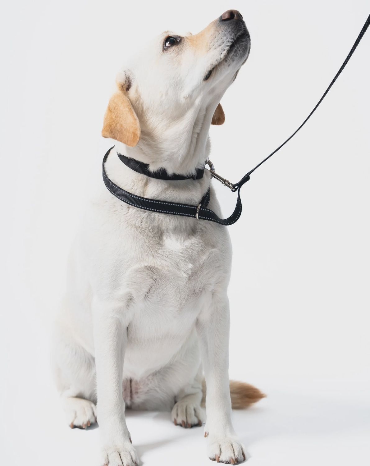 LoopIt Safety Leash, Colour: black, sizes: large