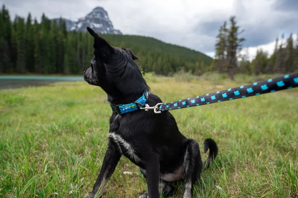 Maple Leaf 5' Black Leash