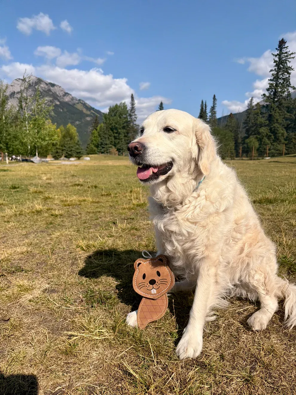 Leather &amp; Wool Beaver