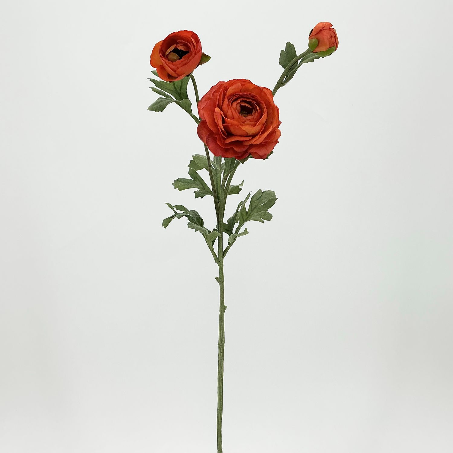 Ranunculus Spray Rust