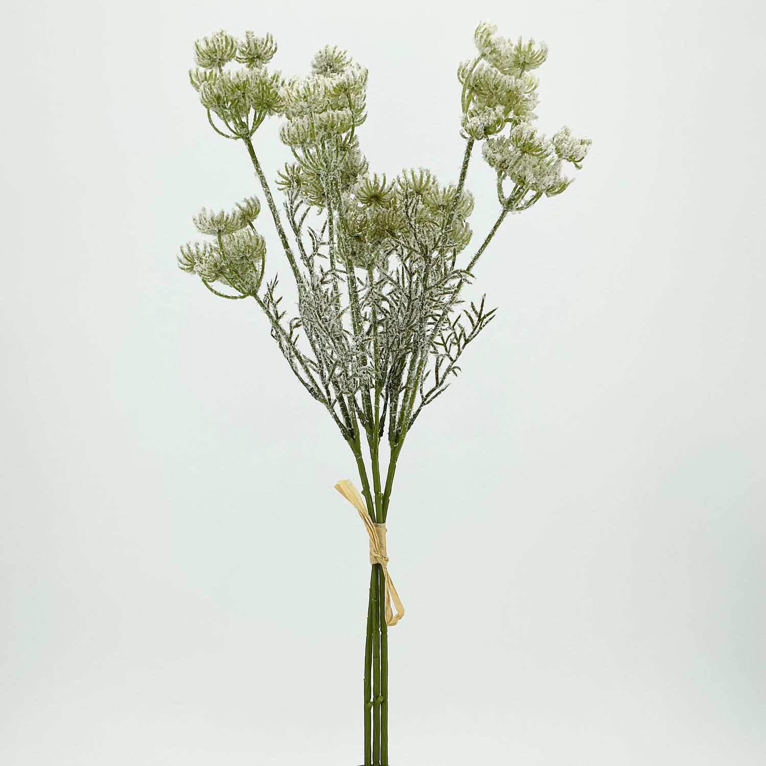 Queen Anne Lace Bundle