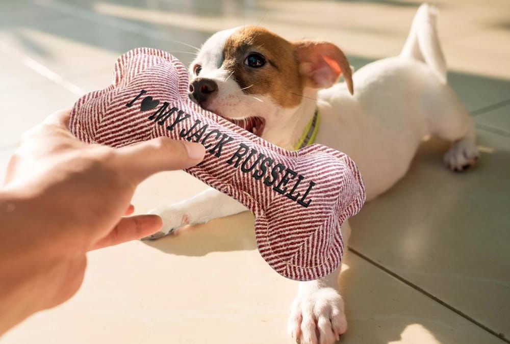 Squeaky Dog Toy