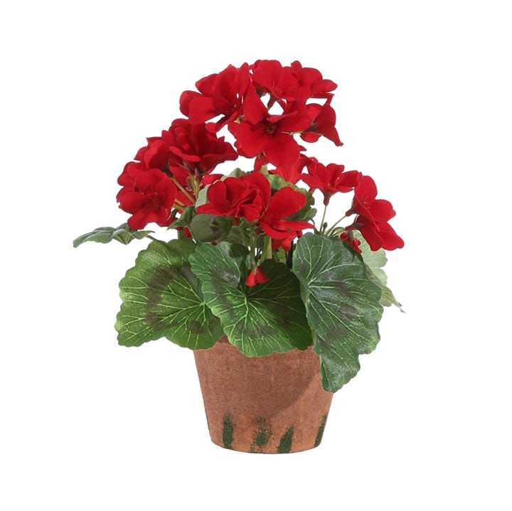 Geranium - 9" Potted - Red