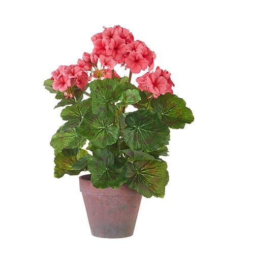Potted Coral Geranium in Cement Pot