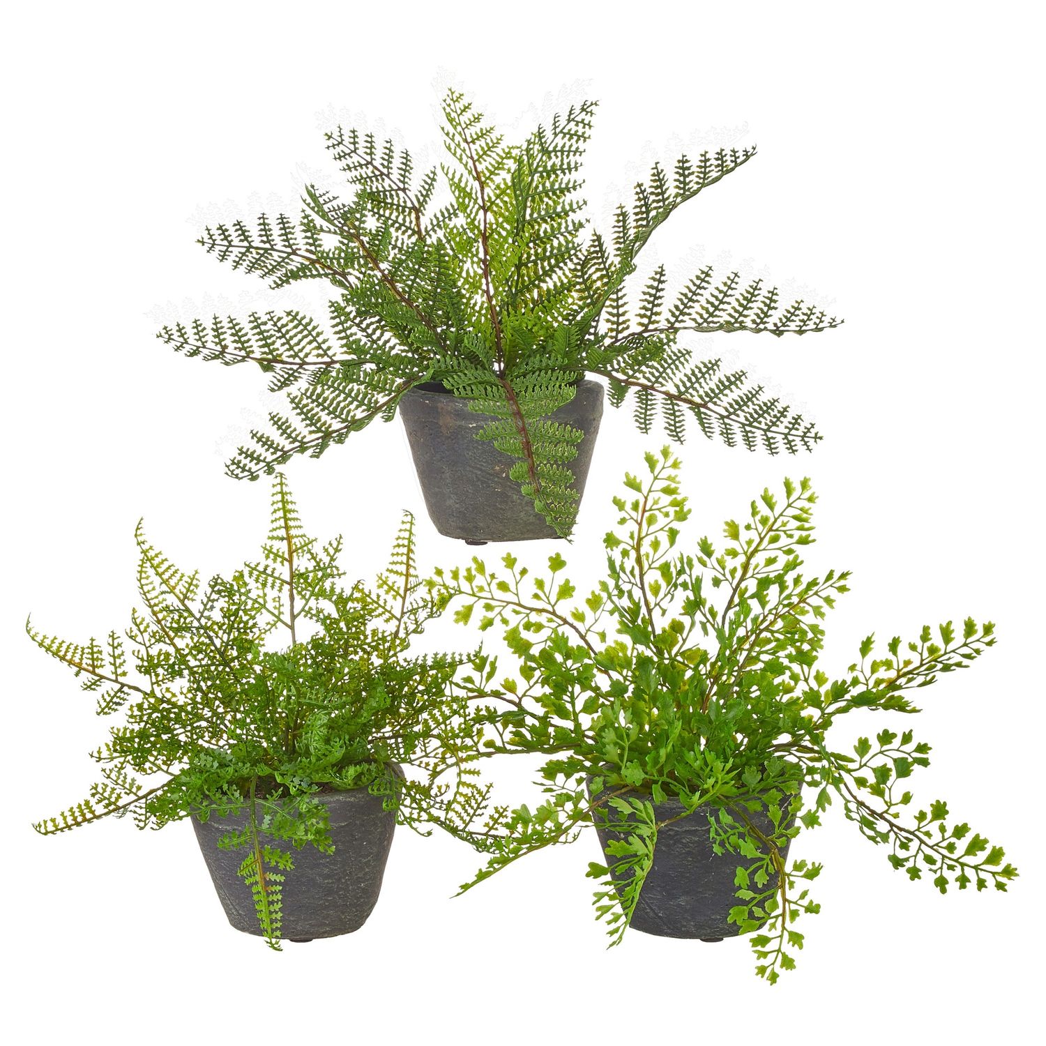 Potted Fern - 11" - 3 Assorted - Sold Individually