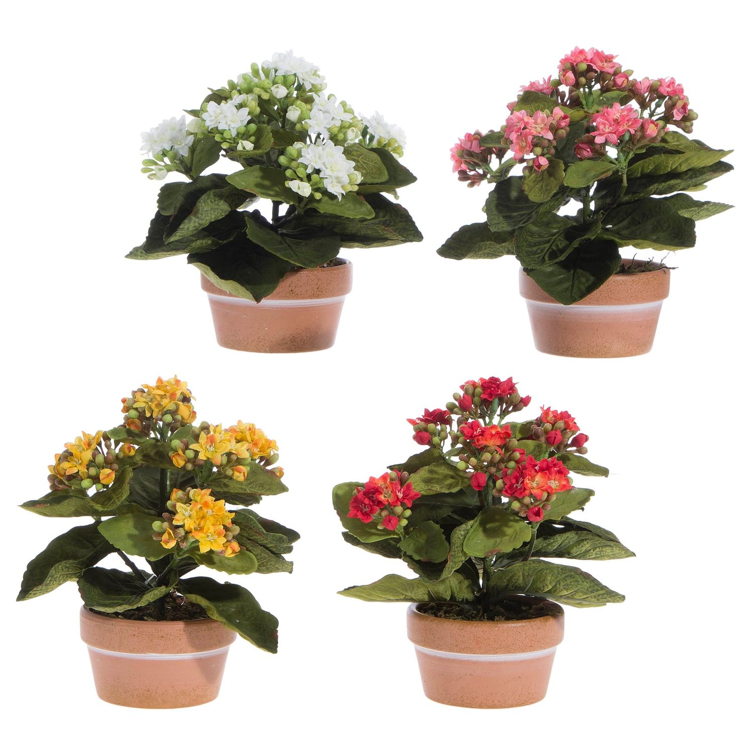 Kalanchoe - 7.5" - Potted - Assorted - Sold Individually