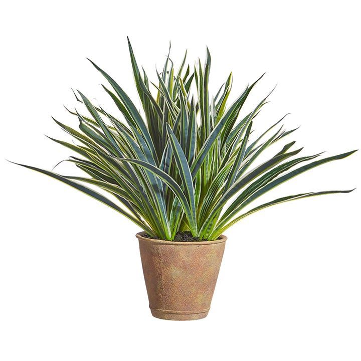 Dracena Plant - 21" - Potted
