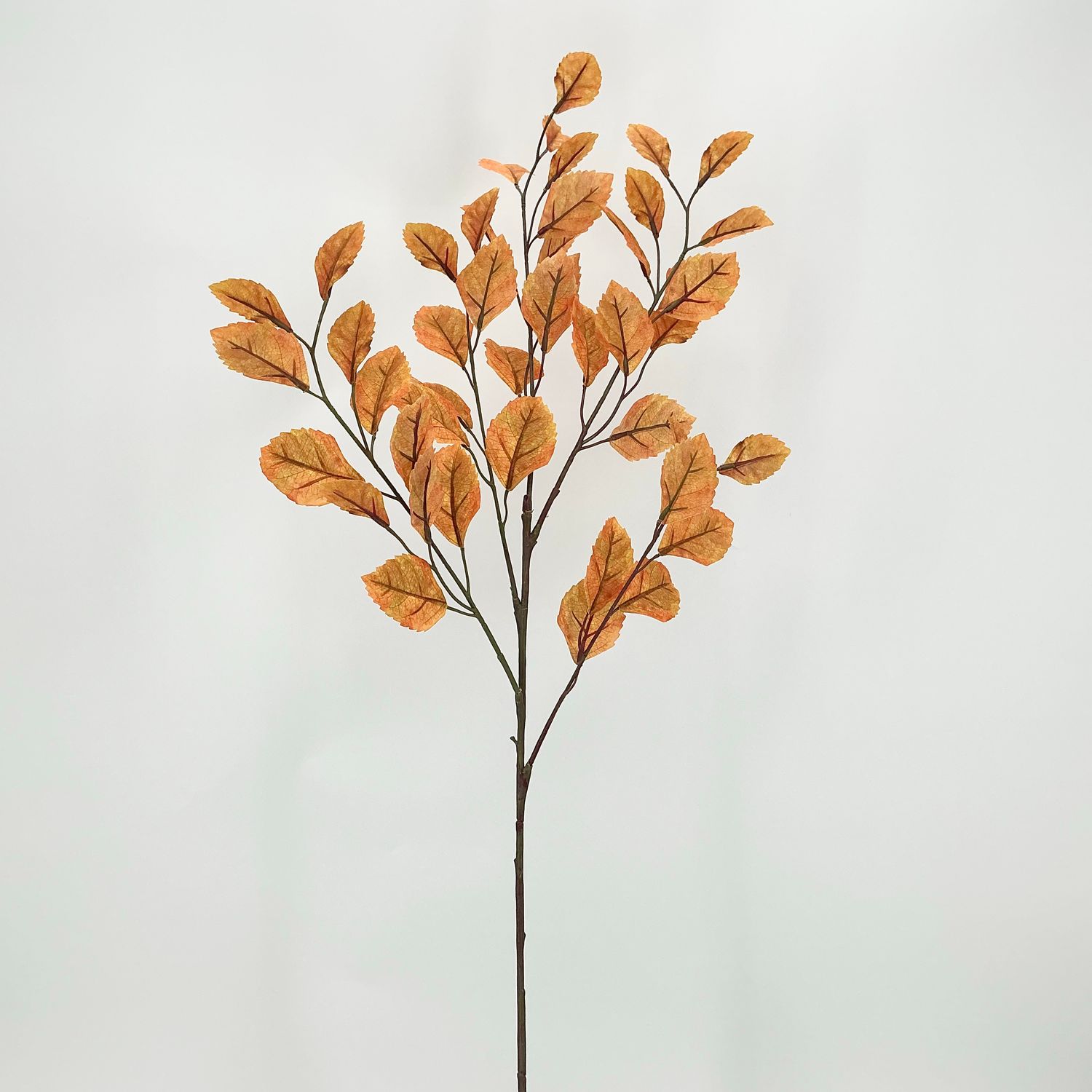 Beech Leaf Bundle - 34"
