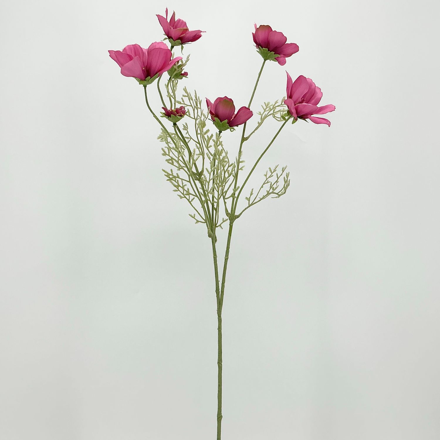 Cosmos - 27" - Dark Pink