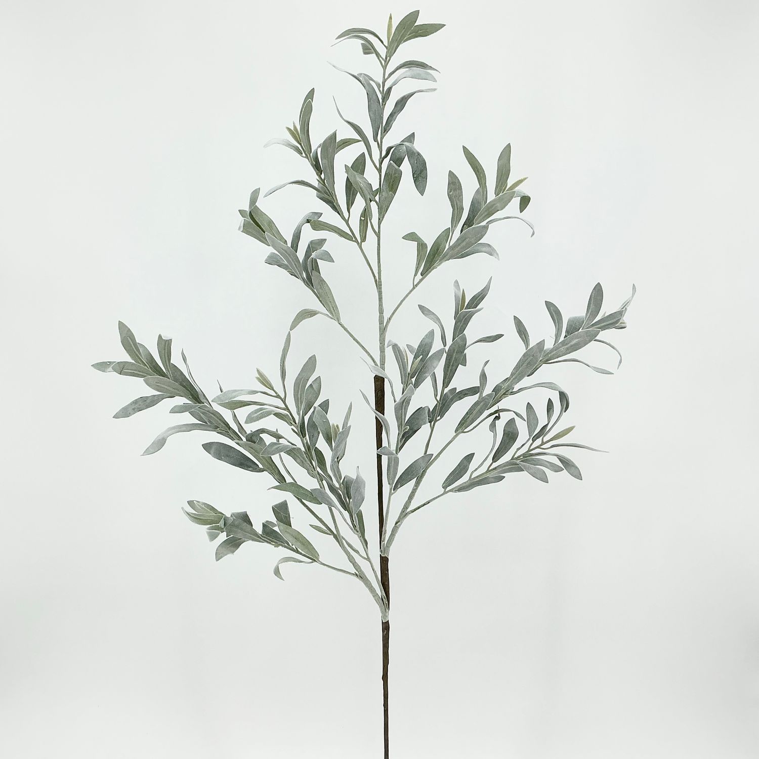 Leucolaena Spray - 40"