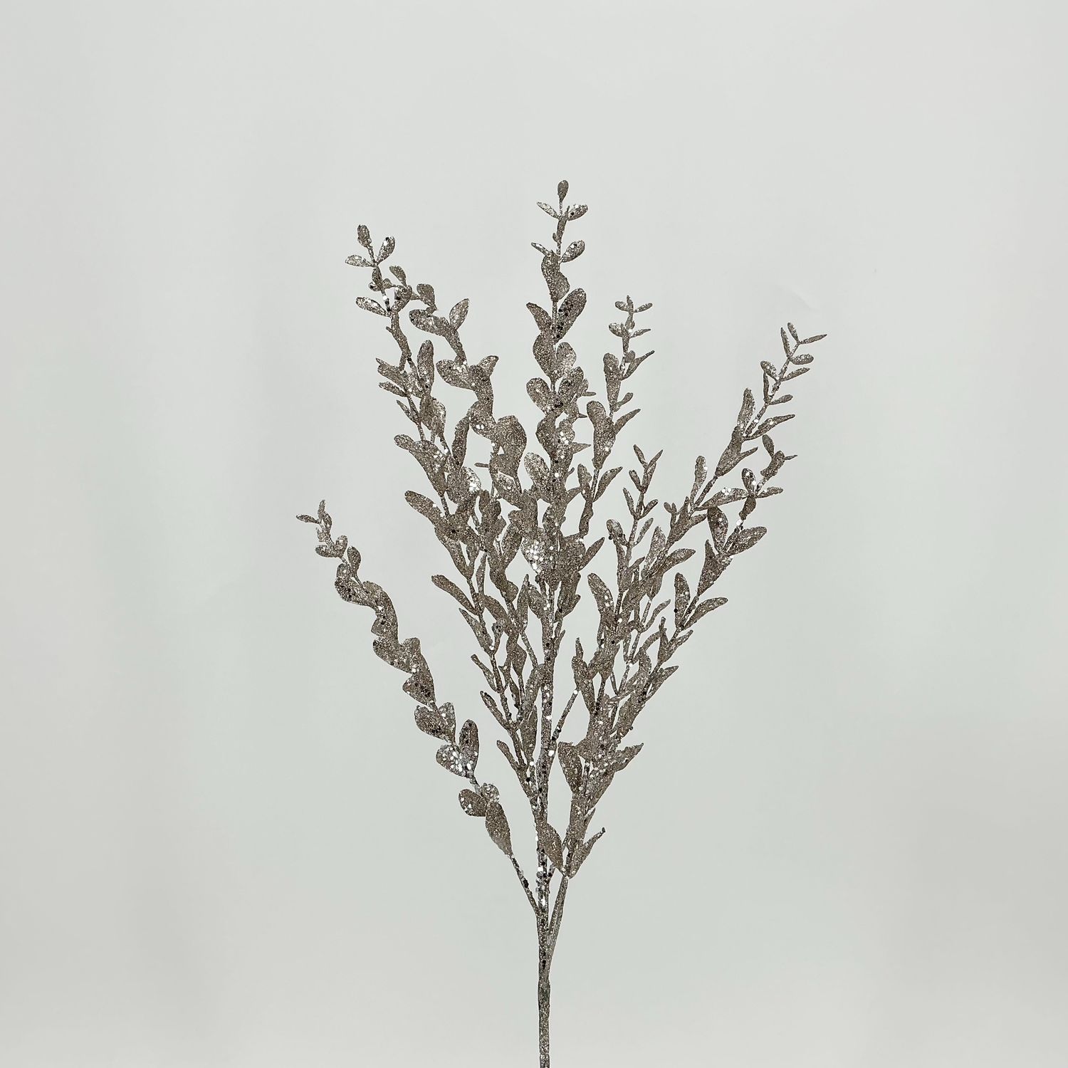 Boxwood - X12 - Champagne