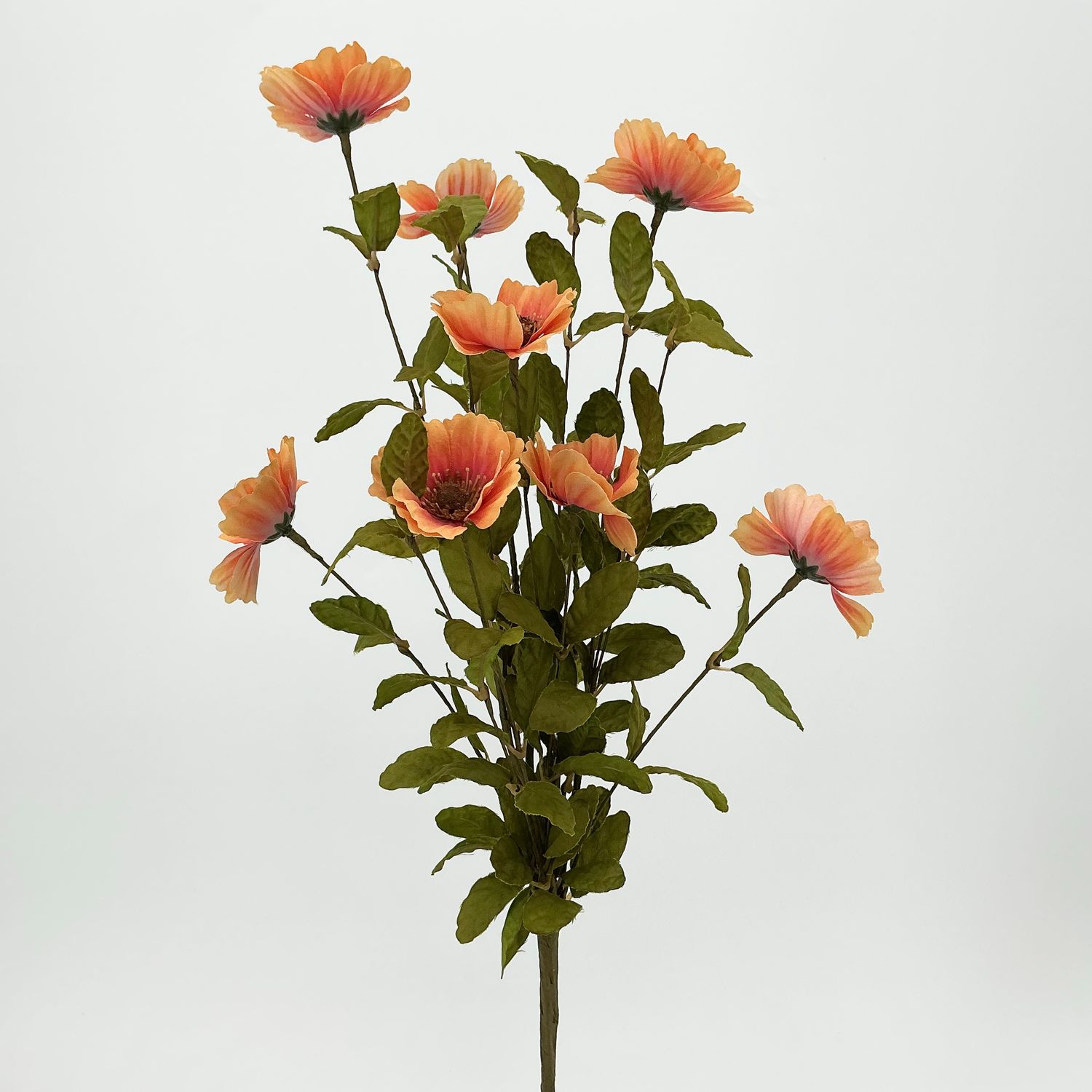 Cosmos - 3 Assorted Fall Colors