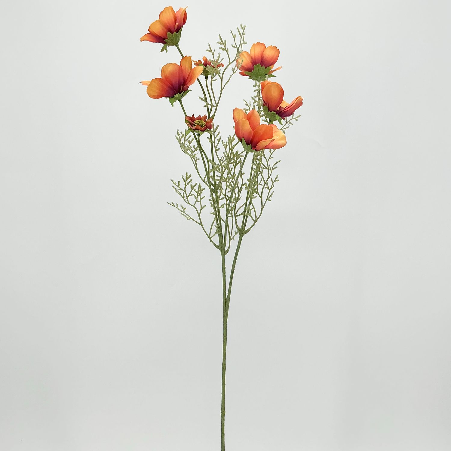 Cosmos - 27" - Salmon